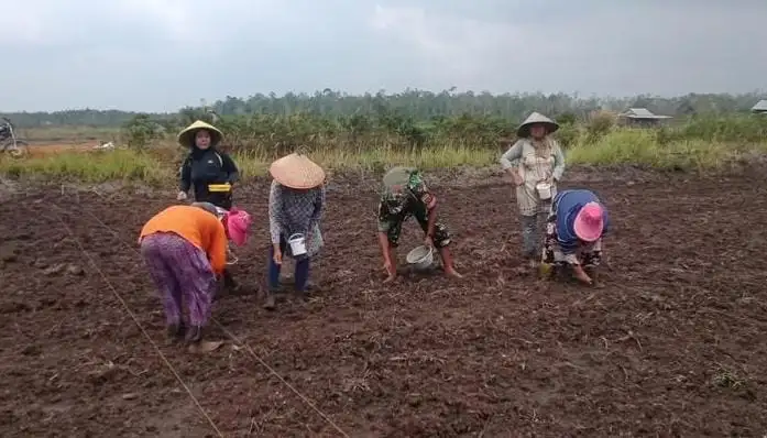 Dukung Hanpangan Nasional, Satgas TMMD Ke 127 Kodim 0432/Basel Tanam Jagung dan Kacang Tanah Bersama Warga